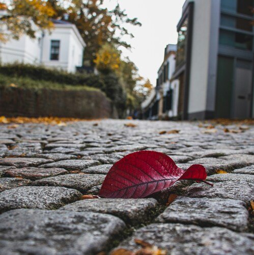 een herfstblaadje op de straten van Utrecht